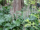 Acanthus mollis 